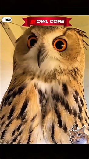 TOP 10 OWL CORE MOMENTS THAT WILL MAKE YOU LAUGH! 🦉🏃‍♂️ WATCH UNTIL THE END! 😂 #shorts
