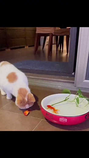 Do you like it. #funny #dog #cat #pet #cute