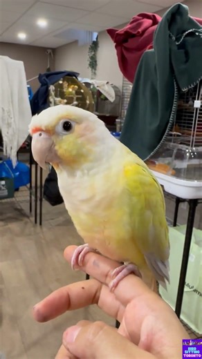 Cheeks's boarding recap with Bird Sitting Toronto