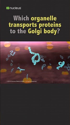Biology Quiz: Which organelle transports proteins? #shorts