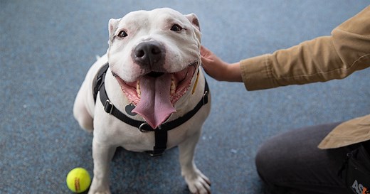 Volunteer at the ASPCA Adoption Center