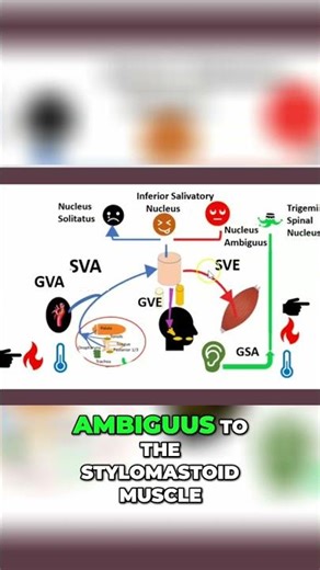 2-Minute Brainstem Nuclei: The Neural Pathways #shorts