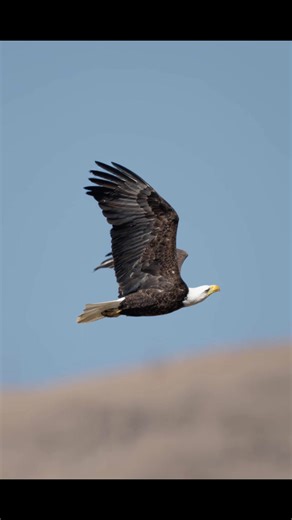 #nikonphotography #nikon600mmf4 #wildlifephotography #baldeaglephotography #baldeagle