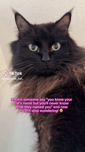 Adorable Fluffy Black Cat Obsessed with You