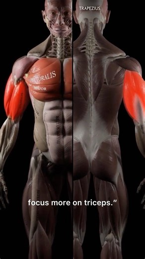 Biceps vs Triceps: Which Builds Bigger Arms?