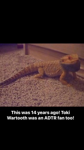 Toki Wartooth was an ADTR fan! Next year I’ll hopefully be at Welcome To Rockville to see Dethklok for him! RIP Toki #dethklok #tokiwartooth #reptilelover #beardeddragon #memories #hardcore | Bethany Roberts