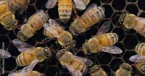 Honey bees tactile communication with each other using their antenna and pheromones