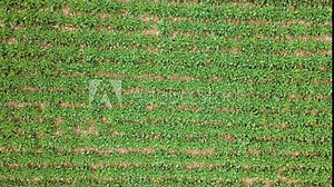 Top down view on agronomic rapeseed field with green canola sprouts. Drone shot of agricultural plants and concept of food industry