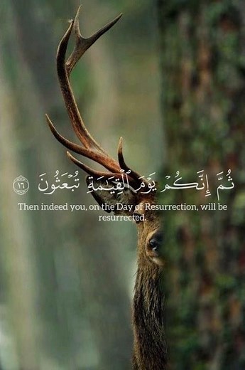 Surah Al-Mu’minun | Verses 14–18 | Quran Recitation with Translation #quranverses#islamicreminder