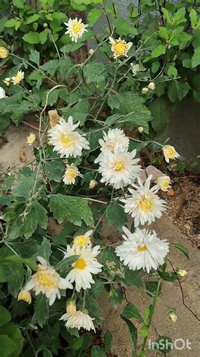 ❤️❤️తెల్ల చామంతి పువ్వులు ❤️❤️