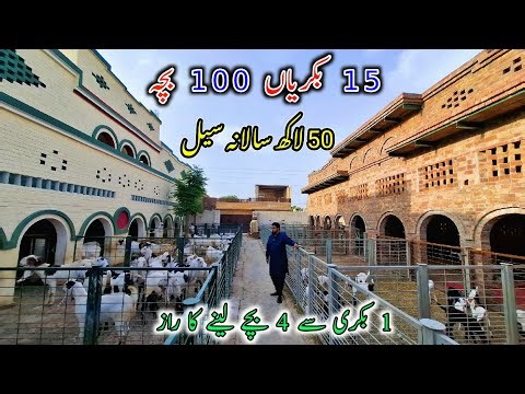 Pakistan's One Of The Most Successful Goat Farm - The Sarwar Goat Farm