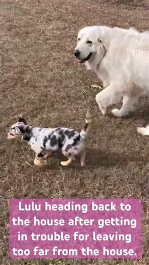 #funny #pomchipuppy #puppiesofyoutube #dogsofyoutube #funnydogs