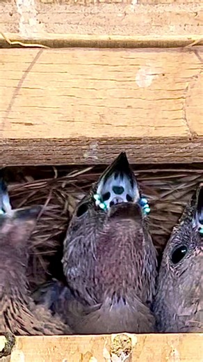 A dedicated father at work. This black-headed male Gouldian Finch feeds his chicks at the nest entrance while they are still inside the nest. Just a few days before fledging, the chicks stay hidden but beg constantly, and the parents work tirelessly to keep them well fed. In the final days before leaving the nest, the chicks grow rapidly and need frequent feeding to build strength for their first flights. #birds #bird #finches #nature #aviary