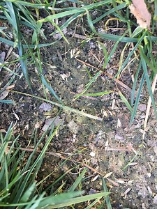 Lawn insect identification