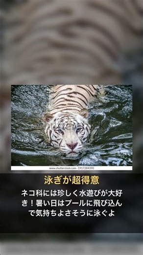 神の使い！？ホワイトタイガーの美しすぎる真実 #shorts #動物 #トラ