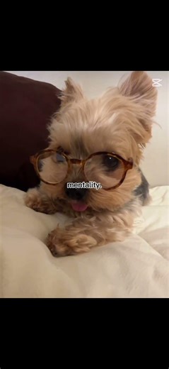 yorkshire terrier core And I found it all on Instagram The vid is mine but the pups vid is not