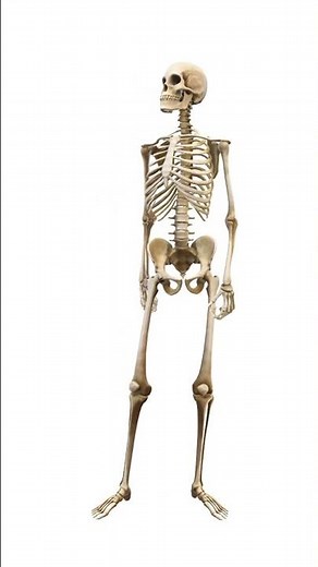 "The Human Skeletal System Explained | Functions, Bones, and Structure"