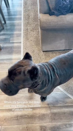 Train your dogs, so easy a two year old can do it 😉 #bi #dogtraining #dogsoftiktoks #canecorso #italianmastiff | Alice Alice