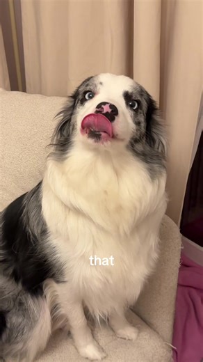 The Hot Dog Challenge: Fun with Border Collies