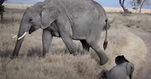 Baby Elephant Captured Throwing Adorable Temper Tantrum While Mom Responded Superbly