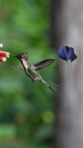Marvelous Spatuletail – Top Target on Northern Peru Birding Tour 🐦 | Peru Birdwatching #shorsts