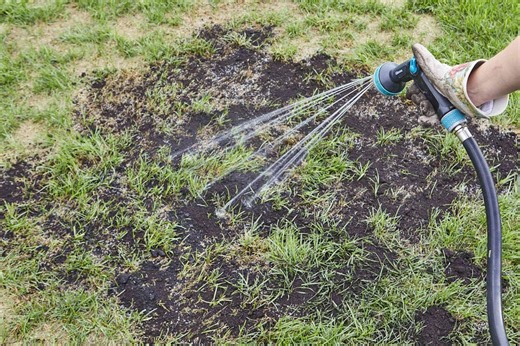 Bare Spots in Your Lawn? When to Use Seed vs. Sod to Fix Them