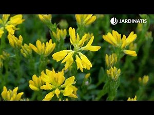 Genista: characteristics and planting in the garden - @Jardinatis