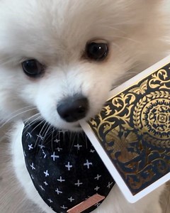 No animals were harmed during this magic trick 🐶 | Shin Lim