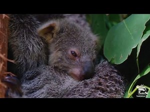 Sydney zoo unveils first baby koala in a year