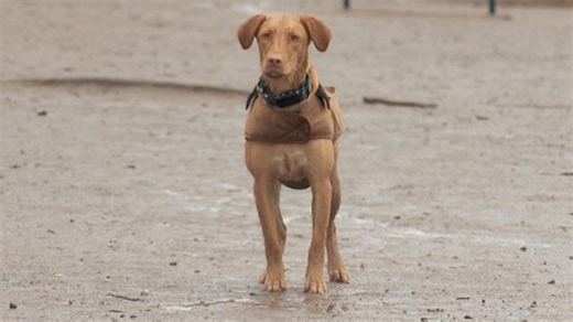 Utah apartments testing DNA in dog poop to catch lazy owners who don't pick up