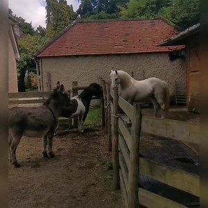 49K views · 2.6K reactions | I have hours of clips of Noodles being...