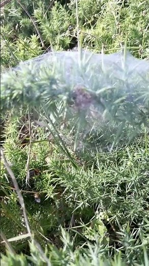 Spider cocoon #shorts