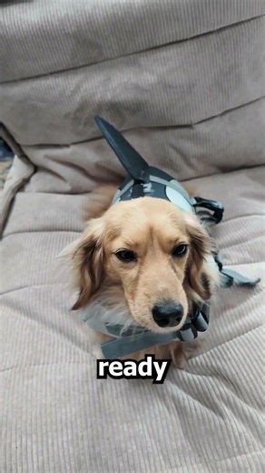 My Dog's review of her life jacket 💀