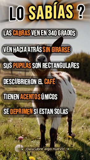 ¿Las cabras ven en 340 grados? Y Sus pupilas son rectangulares
