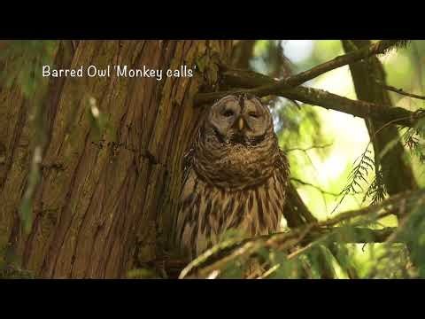 Barred Owl making Monkey Calls