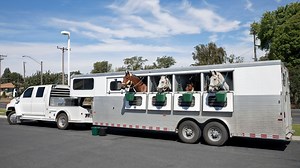 Gooseneck Vs. Bumper Pull Horse Trailers: Key Differences