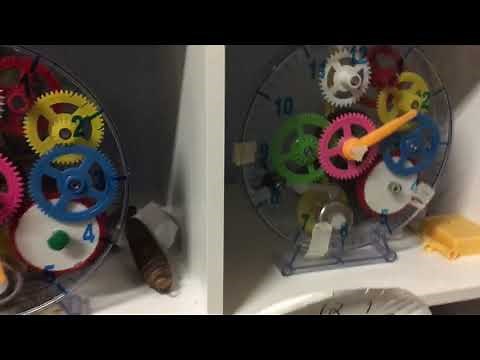 Our clock collection as of September 8, 2019