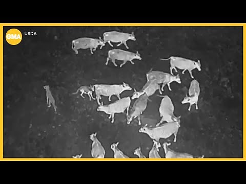 How rock music, yelling are being used to protect cattle from wolves