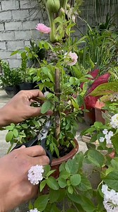 full guide propagating tips #marcotting #roses #miniroses #soilmix #gardeningtips #gardeninspiration #outdoorplants #indoorplants | Jayson Gaylan
