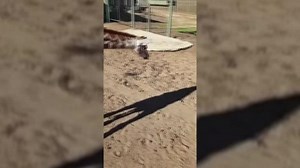 'What's that?' Baby giraffe discovers her shadow