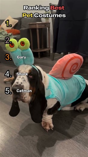 Top 5 best pet costumes #shorts #viral #viralvideo #shortvideo #animals #love #funny #cute
