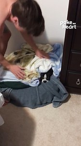 704K views · 53K reactions | Cozy #bedtime routine with the cutest Boston Terrier ever #pets | Poke My Heart | Facebook