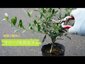 鉢植えオリーブを剪定する。