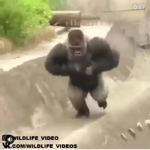 4.3M views · 59K reactions | Im gonna drop another Gerald the Gorilla joint later tonite. Stay tuned. | Tony Baker | Facebook