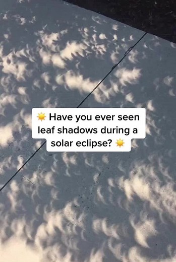 During solar eclipses, the sunlight that filters through a trees canopy decorates the ground with crescent shaped shadows! 🌙 The gaps in the leaves act as tiny apertures allowing the shape of the eclipse to shine through 🌒 This is referred to as the pinhole camera effect 📷 #astronomy #space #nasa #universe #science #astrophotography #cosmos #moon #stars #galaxy #astrophysics #physics #photography #telescope #plants #nature #flowers #garden #plant #green #biology #stem #trees #science #nature 