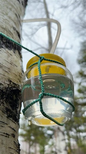 Free Water From Trees in the Wild 🌲 #survival #bushcraft #camping