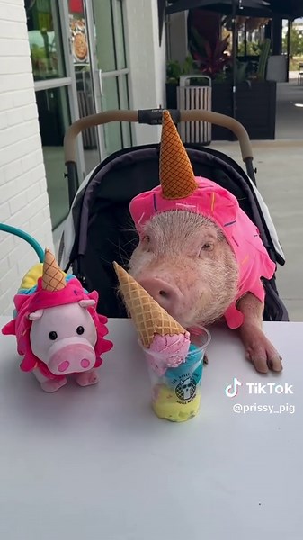GET AN ICE-CREAM PIGGY PLUSH of Penn and support our animals sanctuary “Prissy and Pop’s Helping Hooves.” LINK IN BIO to purchase! ThOINKs so much!🐷💗🍦#pigsoftiktok #icecream #jacksonville #pigs