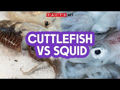 Cuttlefish VS Squid | How to Identify Them?