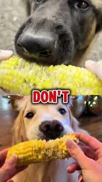 ​3 viral dog trends vets are actively warning everyone about #animals