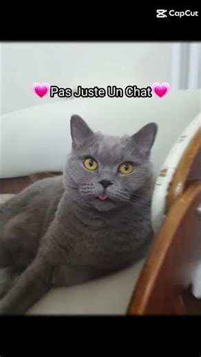 #vidéodechat #pourtoi #chat #vidéochatdrole